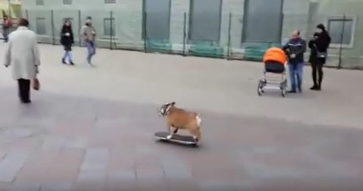 Бульдог майстерно катався на скейті