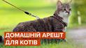 У Західній Австралії пропонують заборонити домашнім котам вільно гуляти вулицями