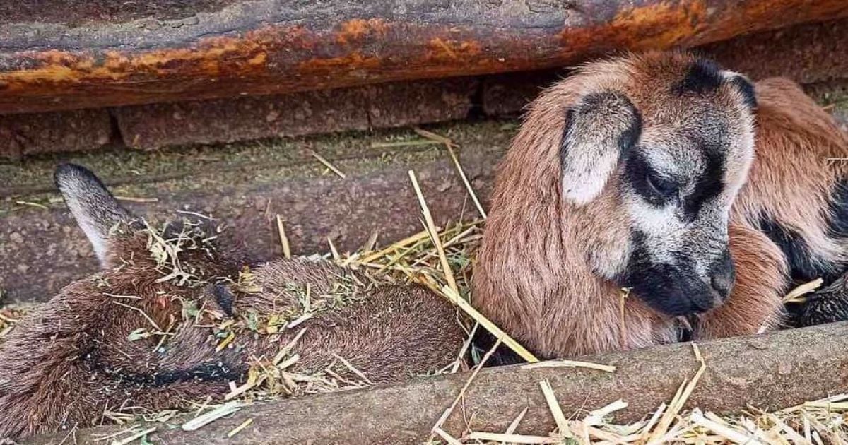 В одесском зоопарке родились камерунские овцы