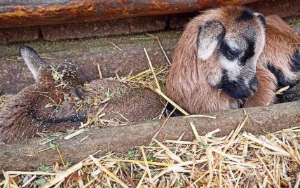 Перші дитинчата 2021-го року: в Одеському зоопарку народилися камерунські вівці