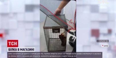 Новости Украины: белка наделала шума в супермаркете Харькова