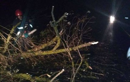 Потужний буревій та десятки повалених дерев: до України прийшла негода