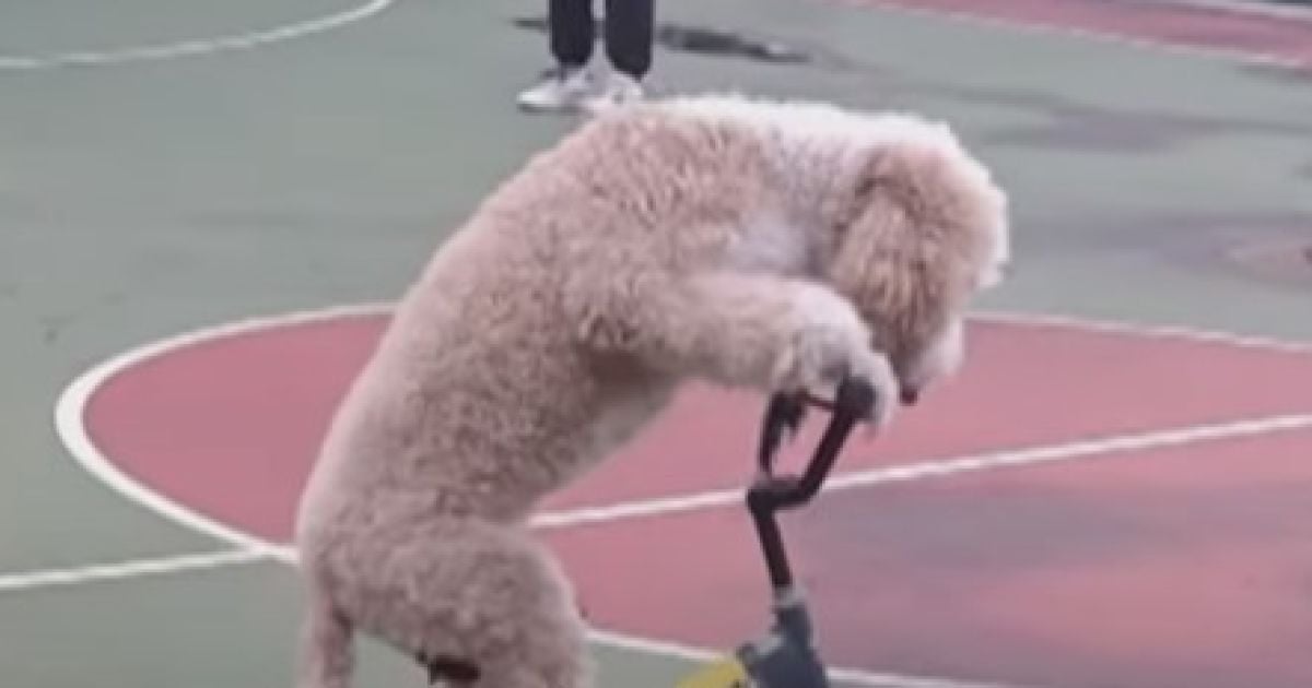 Пудель на велосипеде