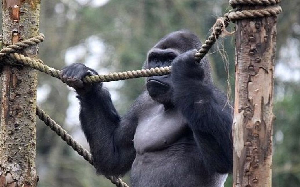 Горилла удивляет посетителей зоопарка / © Chris Rockey