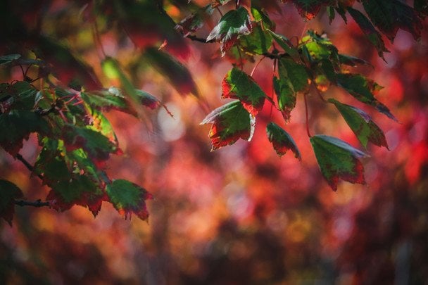 15 жовтня сонячний та ясний день — зима буде короткою і теплою / © unsplash.com