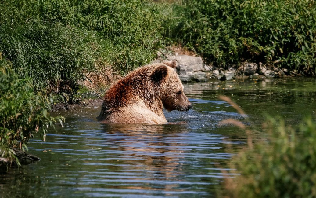 Хижаки насолоджуються життям під наглядом фахівців / © Reuters