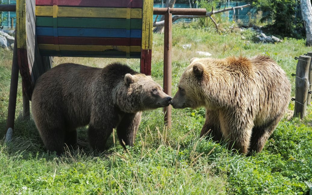 Хижаки насолоджуються життям під наглядом фахівців / © Reuters