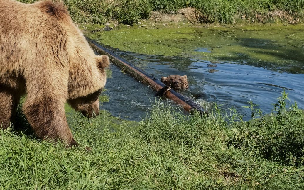 Хижаки насолоджуються життям під наглядом фахівців / © Reuters