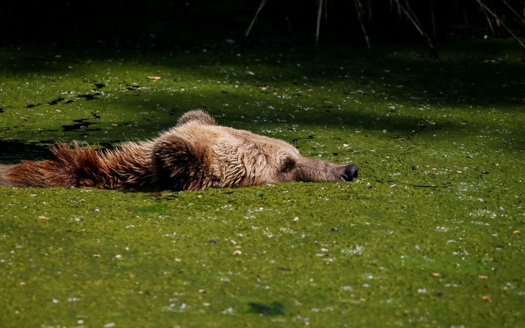 Хижаки насолоджуються життям під наглядом фахівців / © Reuters
