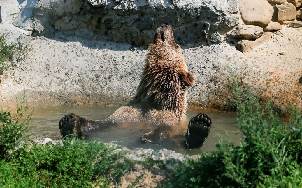Хижаки насолоджуються життям під наглядом фахівців / © Reuters