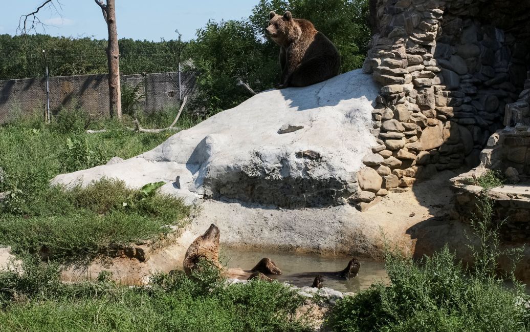 Хижаки насолоджуються життям під наглядом фахівців / © Reuters