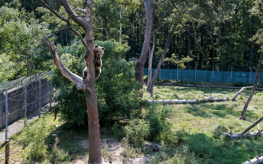 Хижаки насолоджуються життям під наглядом фахівців / © Reuters