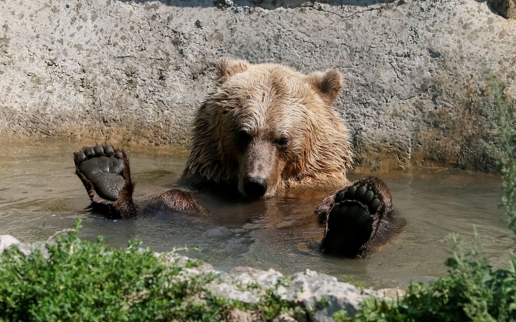 Хижаки насолоджуються життям під наглядом фахівців / © Reuters