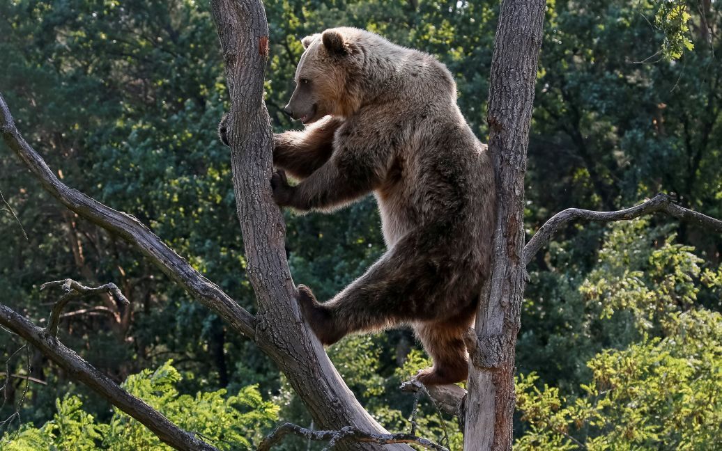 Хижаки насолоджуються життям під наглядом фахівців / © Reuters