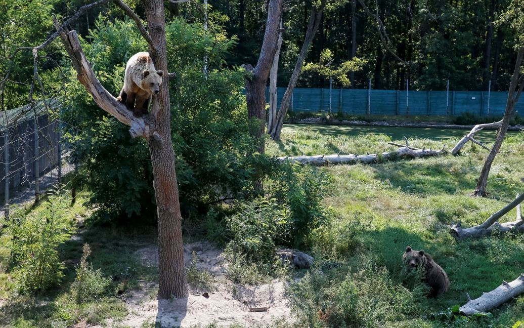 Хижаки насолоджуються життям під наглядом фахівців / © Reuters