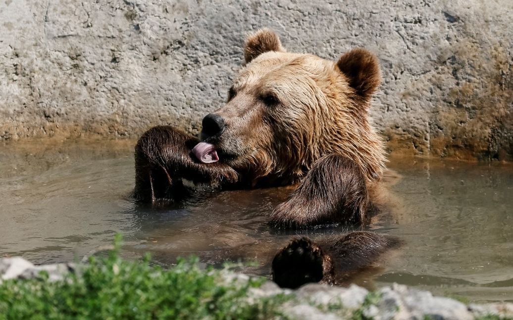 Хижаки насолоджуються життям під наглядом фахівців / © Reuters