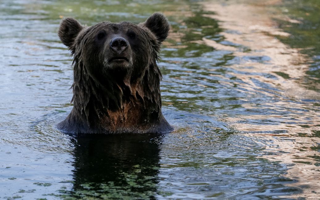 Хижаки насолоджуються життям під наглядом фахівців / © Reuters