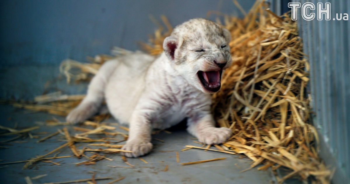 Левеня народилося у безпечному місці