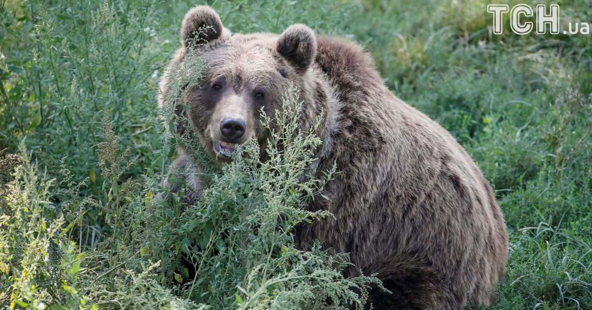 Старенька бабця в Канаді двічі виграла двобій у ведмедя