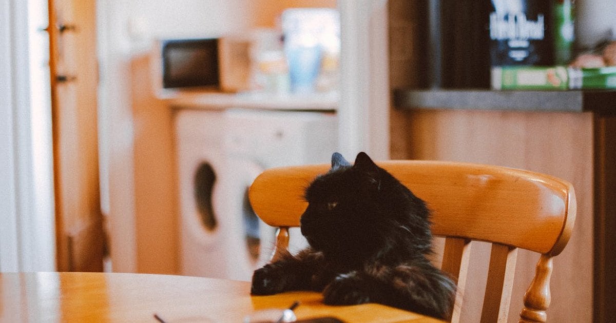 Як відучити кота просити їжу вночі