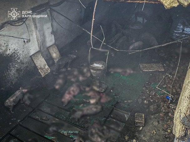 На Харківщині через російський обстріл ферми загинуло 100 свиней та поранено чоловіка / © ДСНС України