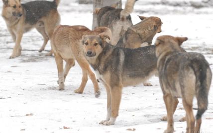 В Киеве догхантеры анонсировали массовое убийство собак в преддверии Евровидения - зоозащитники