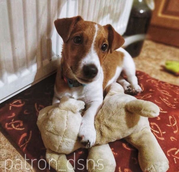 Пес Патрон/Instagram patron_dsns