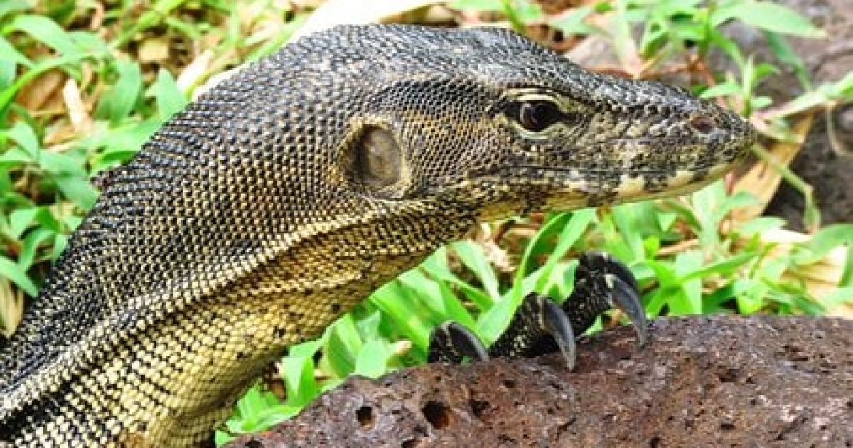 Огромный ядовитый варан ворвался в дом и пробежался по спавшей бабушке