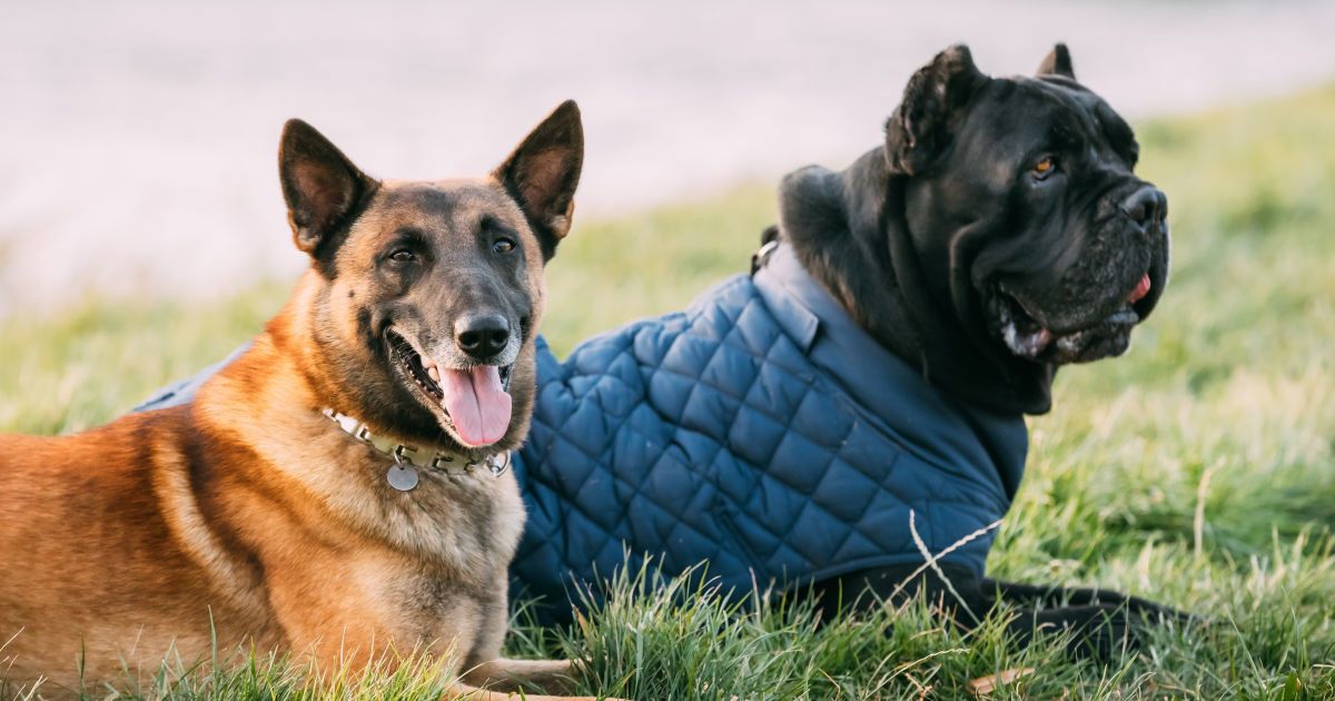 Запрет на разведения и продажу домашних животных: что известно