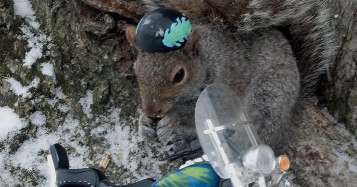 Белка-модница Снизи / © Sneezy The Penn State Squirrel / Facebook