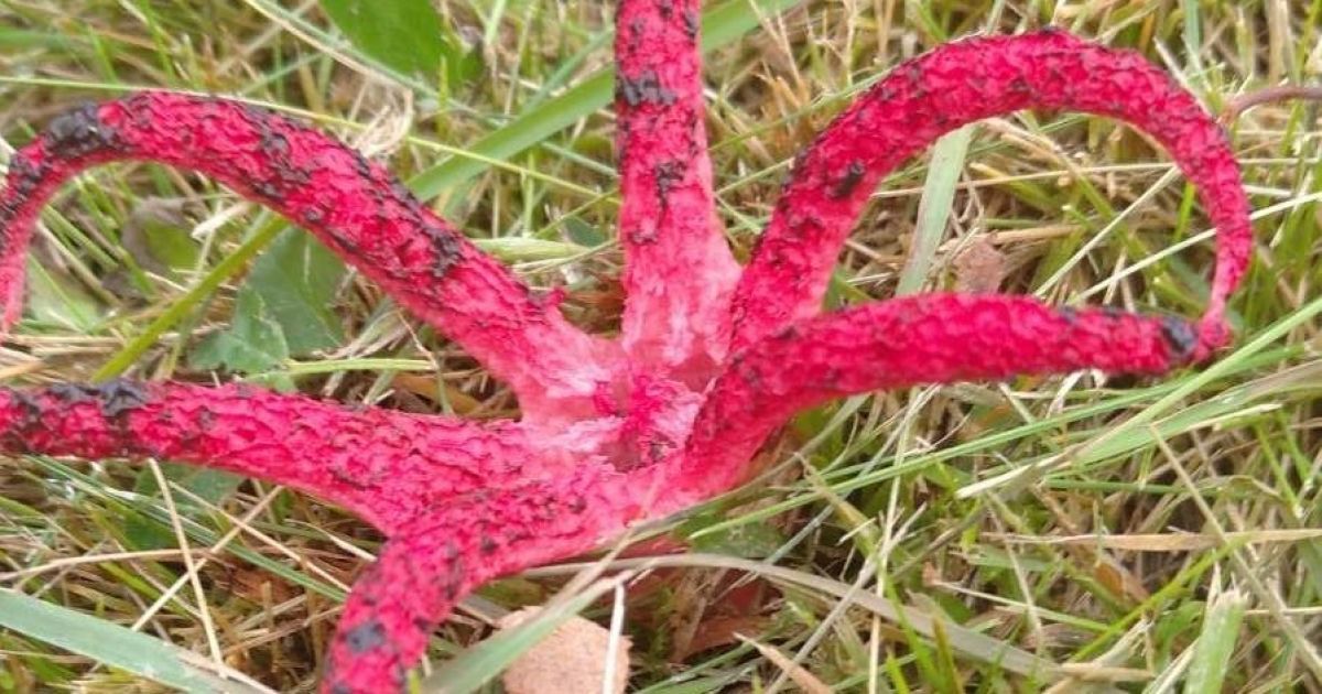 Фото: спільнота "Моя Самбірщина"