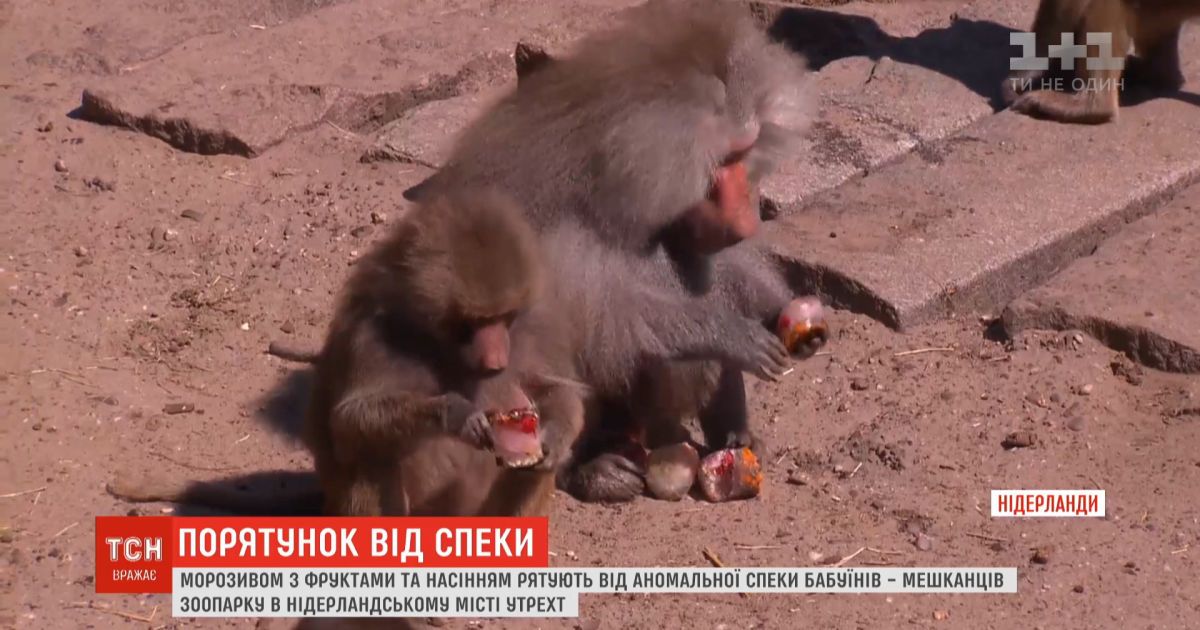В нидерландском зоопарке бабуинов спасают от жары мороженым и семенами