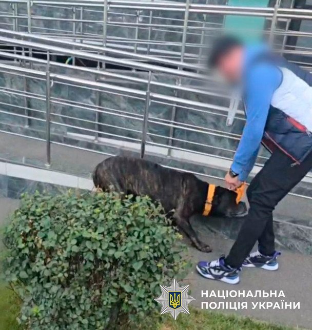 Владелец побил свою собаку / © Полиция Киева