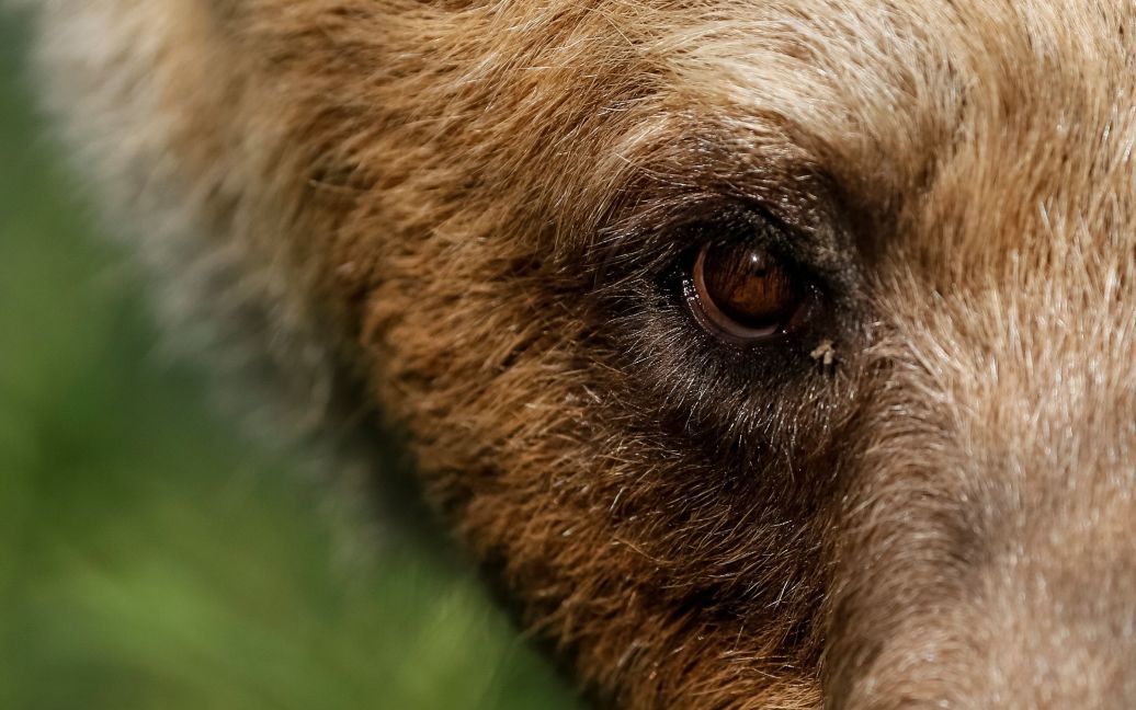 Хижаки насолоджуються життям під наглядом фахівців / © Reuters