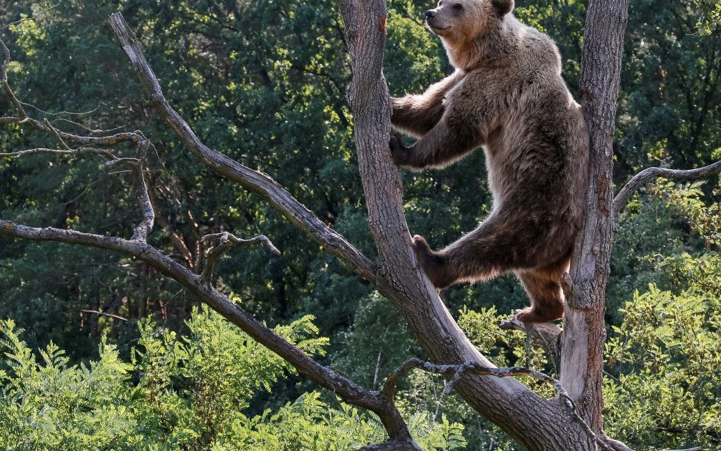 Хижаки насолоджуються життям під наглядом фахівців / © Reuters
