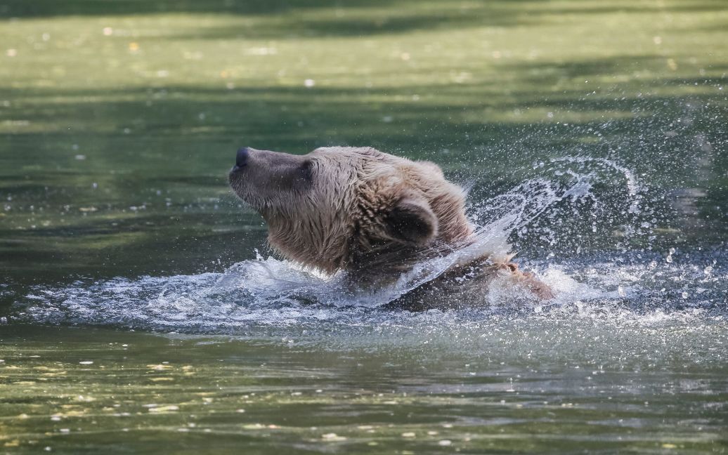 Хижаки насолоджуються життям під наглядом фахівців / © Reuters