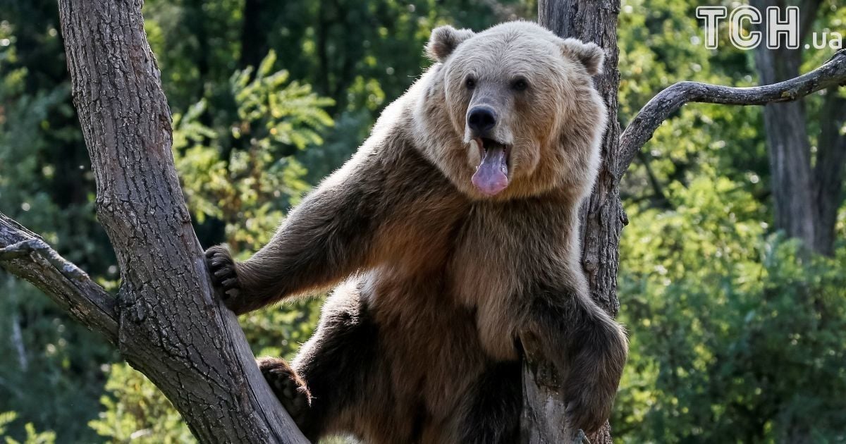 Хижаки насолоджуються життям під наглядом фахівців