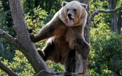 Купання, засмага і розваги. Як живуть ведмеді у реабілітаційному центрі на Житомирщині