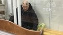 ГПУ передала в суд обвинение против Павловского в деле Гандзюк