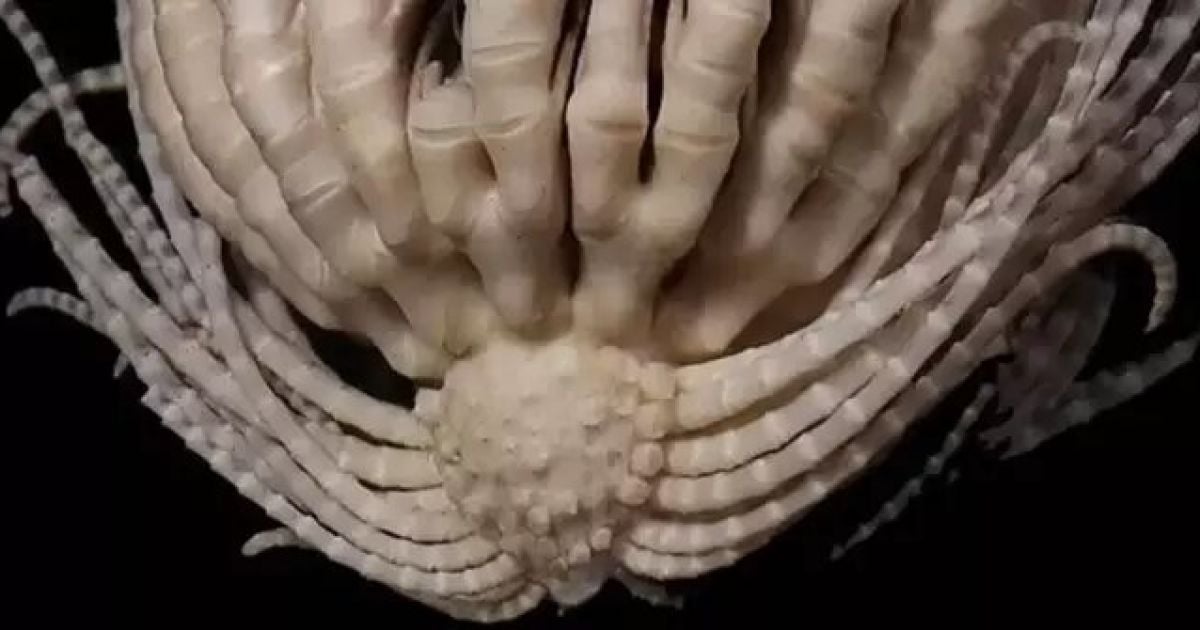 Promachocrinus fragarius / Фото: Greg W. Rouse