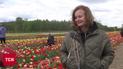 Миллионы тюльпанов в одном месте! На Волыни стартовал цветочный фестиваль цветочный фестиваль
