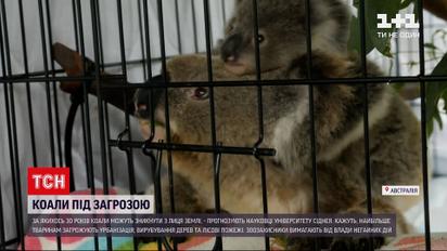 Коалы оказались на грани вымирания