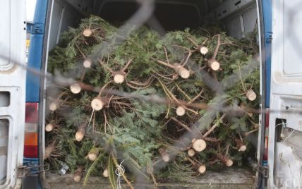 Одесские продавцы облили соляркой тысячи елок, которые не продали до Нового года