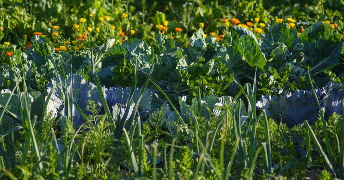 Які бур'яни глушать городні культури