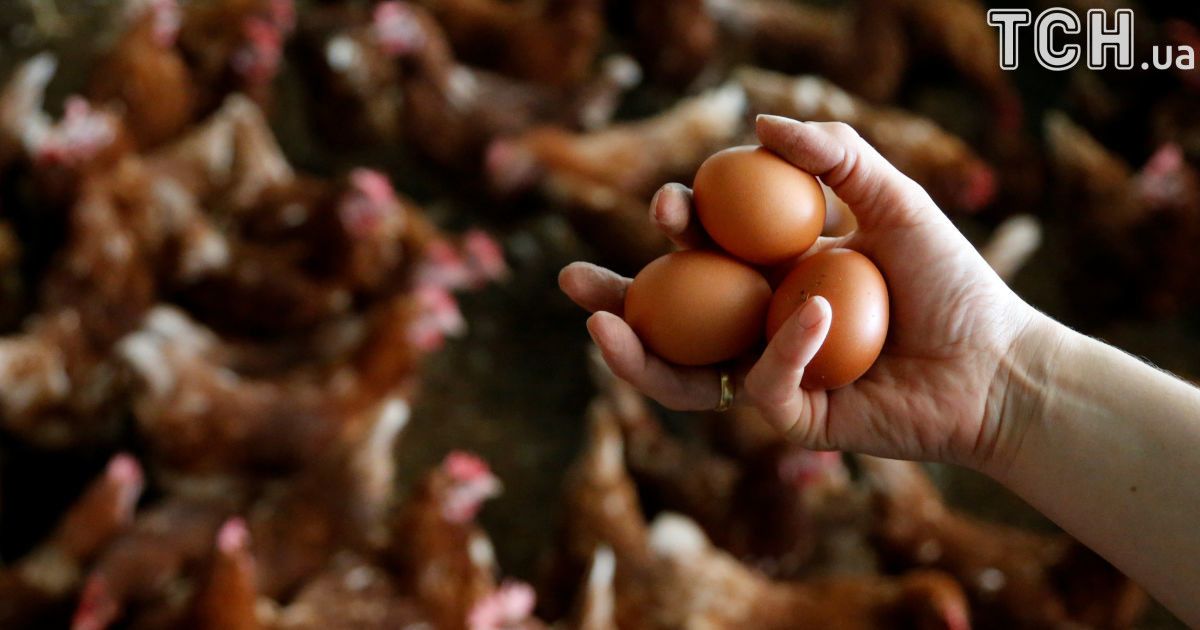 Яичный скандал: как зараженный фипронилом продукт с фермы в Нидерландах всколыхнул Европу