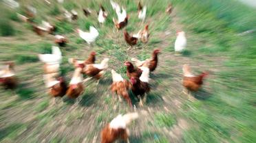 Яйця,кури,перевірка яєць в лаболаторії_11 / © Reuters