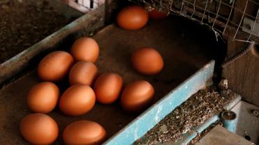 Яйця,кури,перевірка яєць в лаболаторії_6 / © Reuters
