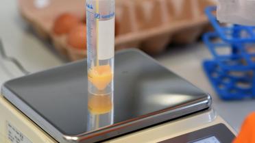 Яйця,кури,перевірка яєць в лаболаторії_31 / © Reuters