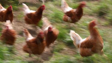 Яйця,кури,перевірка яєць в лаболаторії_13 / © Reuters