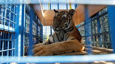 Хижаки змінили прописку / © Reuters